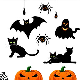 cats playing with spiders webs